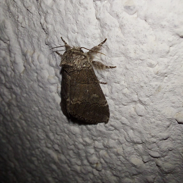 Drymonia querna - tölgyfa-púposszövő