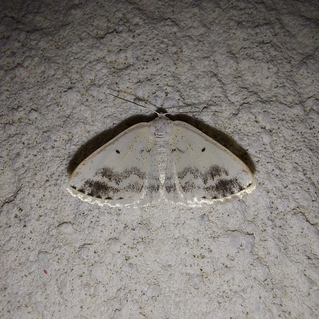 Lomographa temerata - foltos fehéraraszoló