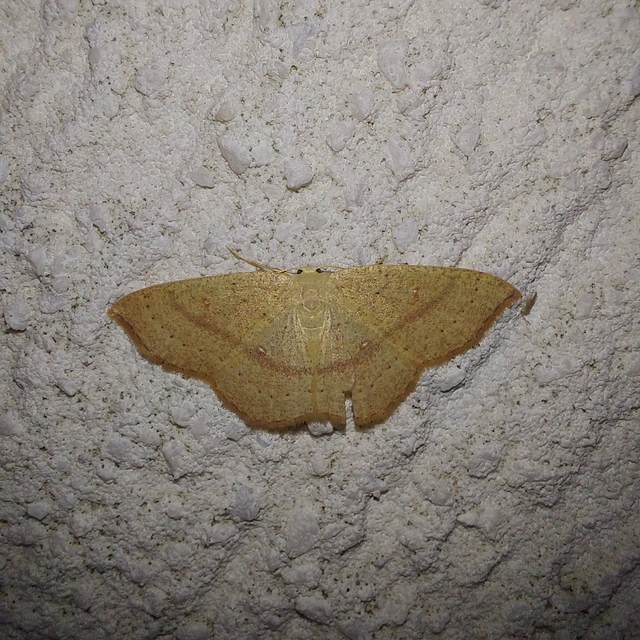 Cyclophora quercimontaria - tölgy-pettyesaraszoló