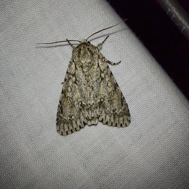 Acronicta aceris - vadgesztenye-szigonyosbagoly