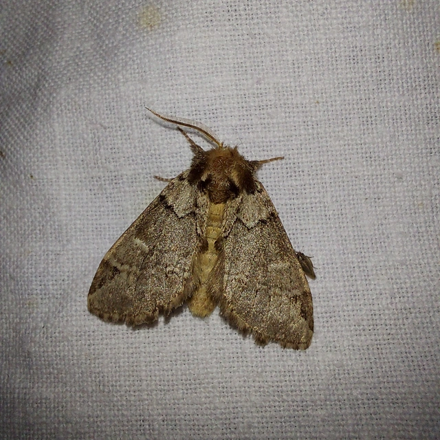 Drymonia obliterata - feketefoltos púposszövő