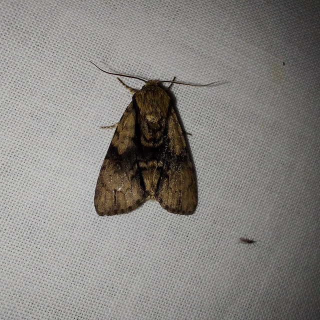 Acronicta alni - éger-szigonyosbagoly