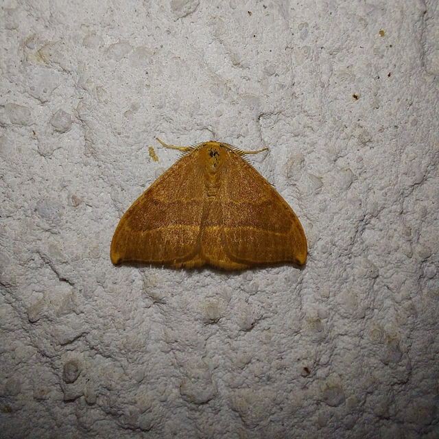 Watsonalla cultraria - bükkfa-sarlósszövő