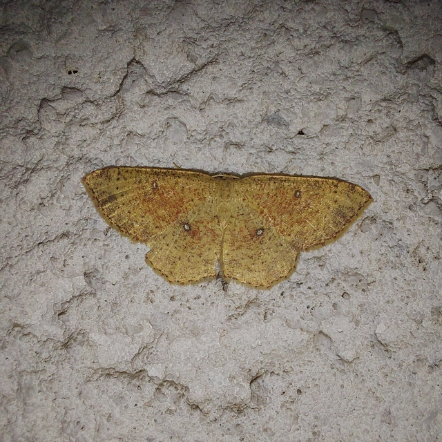 Cyclophora porata - körös pettyesaraszoló
