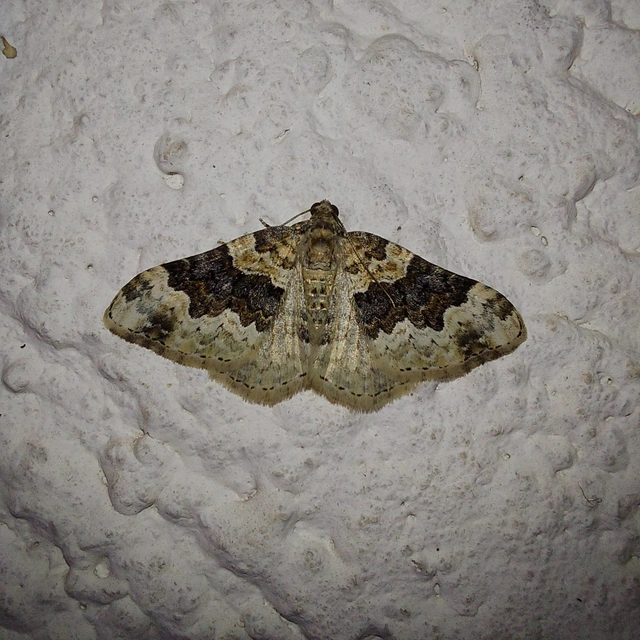 Epirrhoe galiata - sávos galajaraszoló