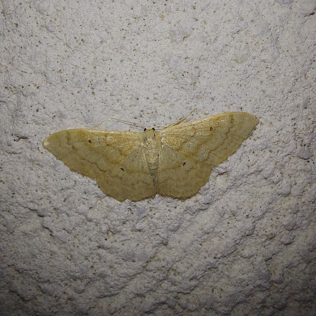 Idaea deversaria - egyszínű sávosaraszoló