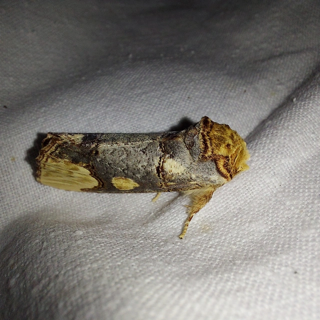 Phalera bucephaloides - magyar púposszövő