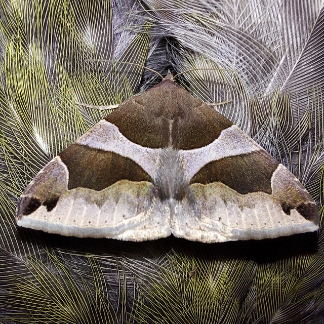 Dysgonia algira - déli porcelánbagoly