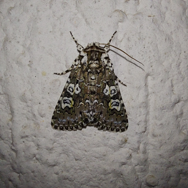 Lamprosticta culta - hármasfoltú bagoly