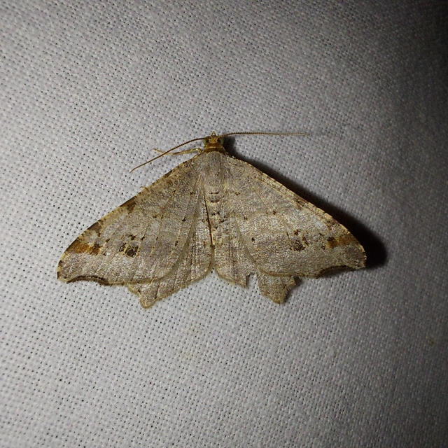 Macaria alternata - közönséges szürkearaszoló