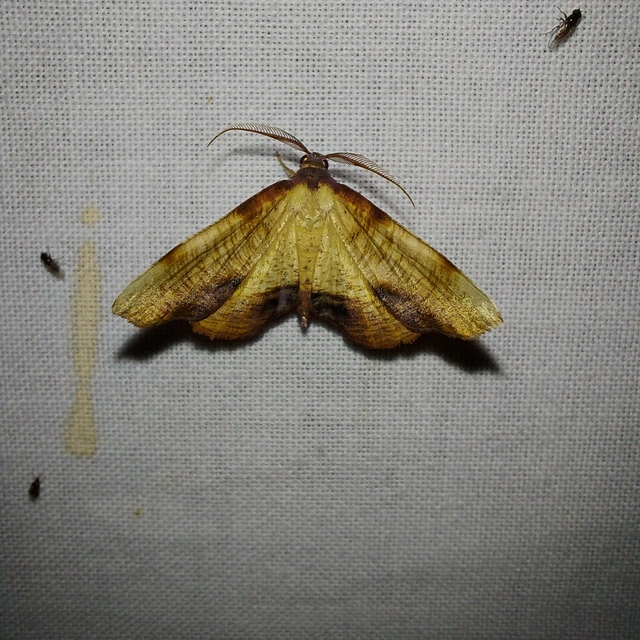 Plagodis dolabraria - baltaszárnyú araszoló
