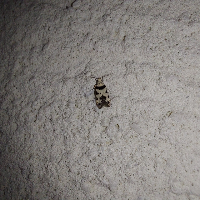 Pseudotelphusa scalella - moharágó sarlósmoly