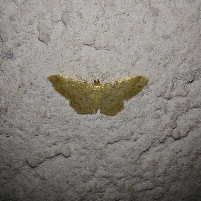 Idaea fuscovenosa - szürkeszélű apróaraszoló