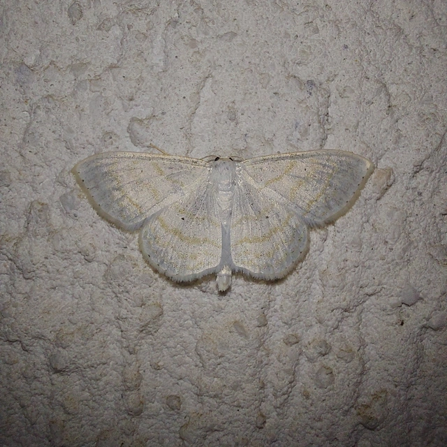 Scopula subpunctaria - törtvonalas sávosaraszoló