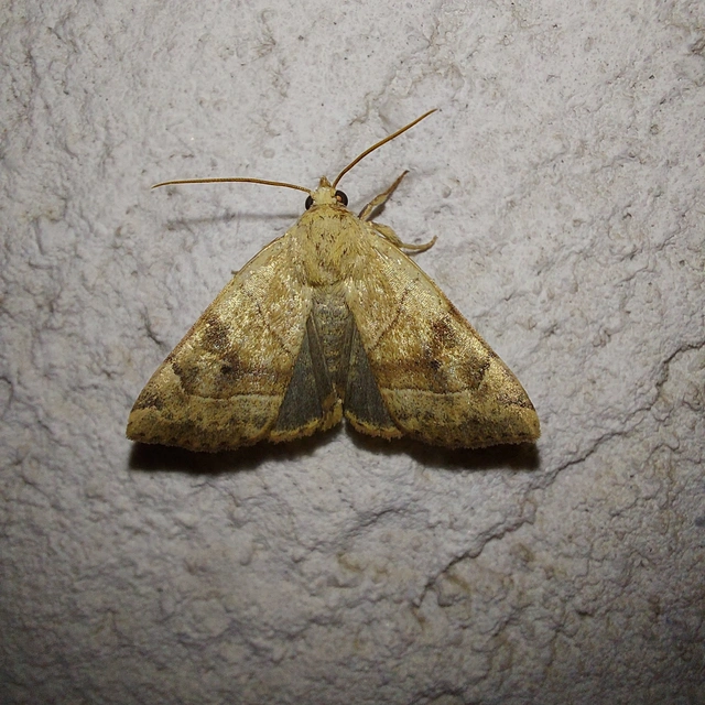 Cosmia trapezina - közönséges lombbagoly