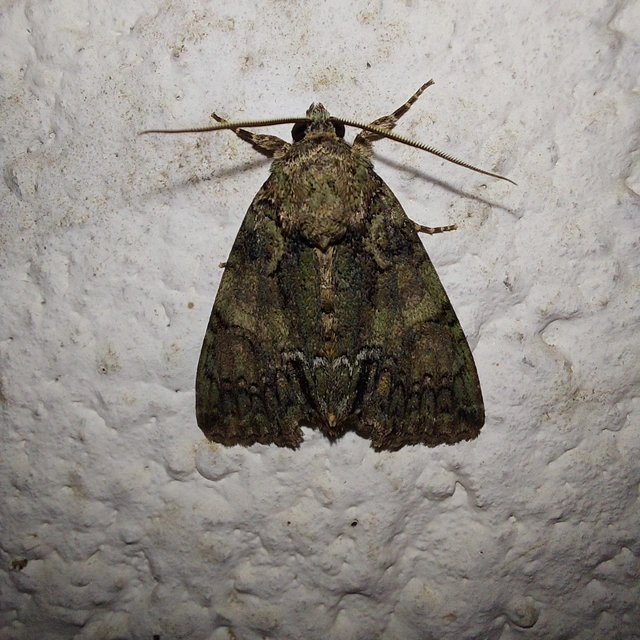 Polyphaenis sericata - selyemfényű erdeibagoly