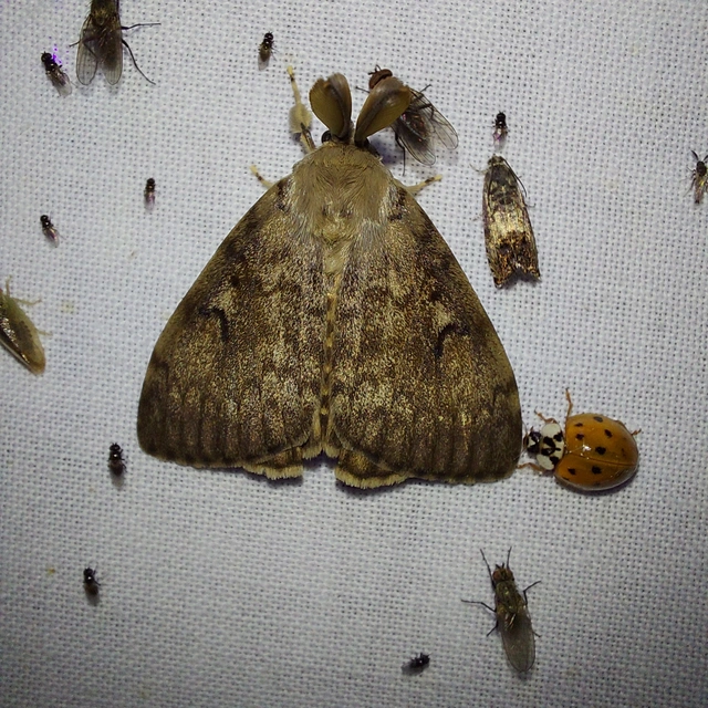 Lymantria dispar - gyapjaslepke
