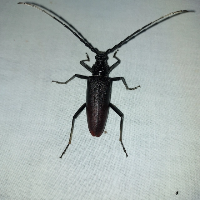 Cerambyx cerdo - nagy hőscincér