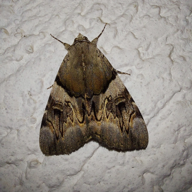 Catocala fulminea - galagonya-övesbagoly