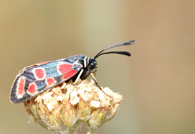 Zygaena carniolica - fehérgyűrűs csüngőlepke