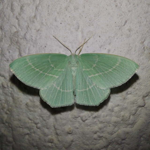 Hemistola chrysoprasaria - kékes zöldaraszoló