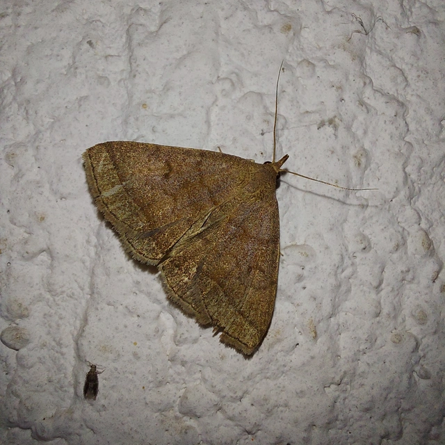 Zanclognatha lunalis - pelyheslábú karcsúbagoly