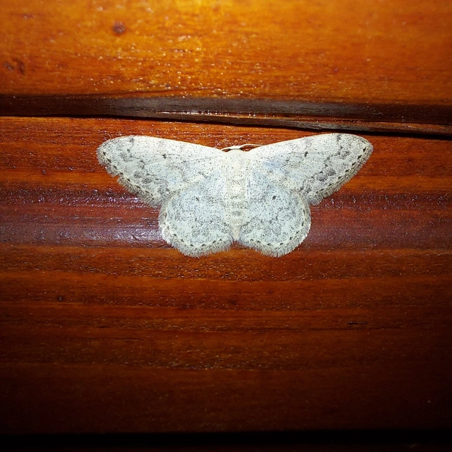 Scopula marginepunctata - pettyes sávosaraszoló