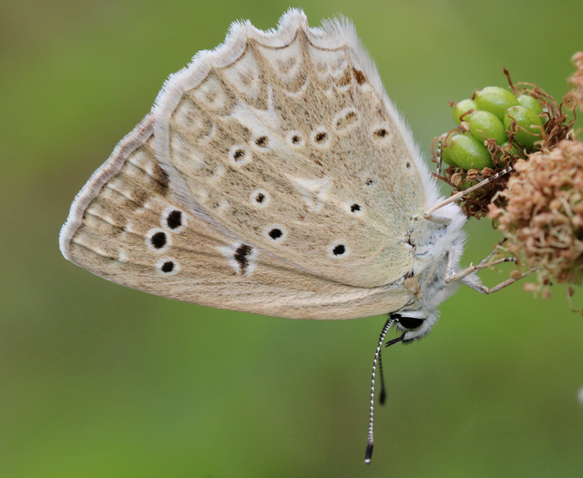 Polyommatus daphnis - csipkés boglárka