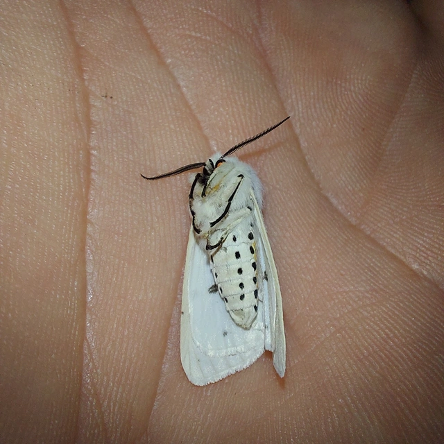 Spilosoma lubricipedum - tejszínű medvelepke