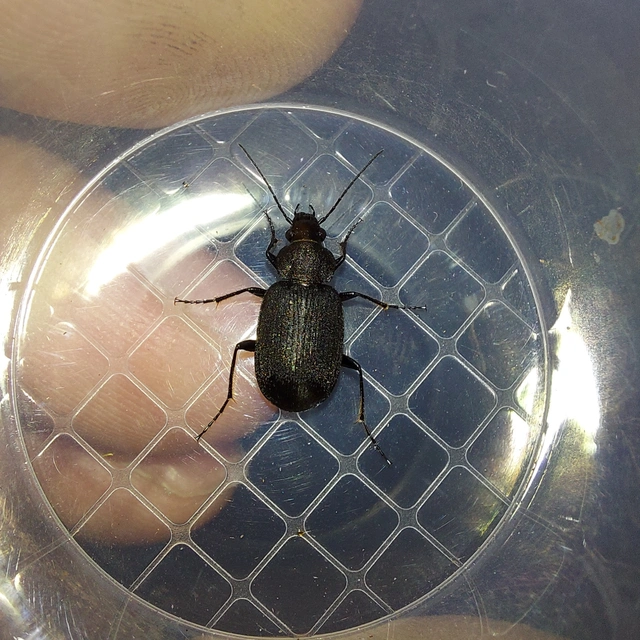 Chlaenius tristis - fekete bűzfutó