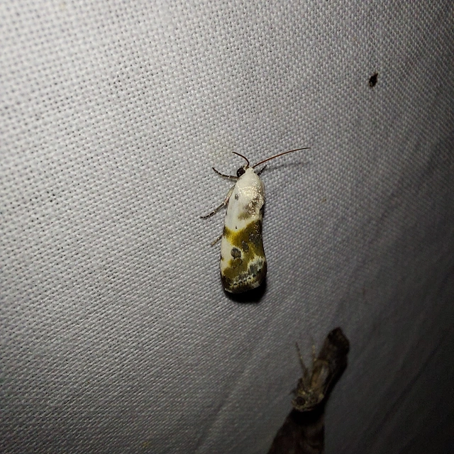 Ponometia candefacta - parlagfűbagoly