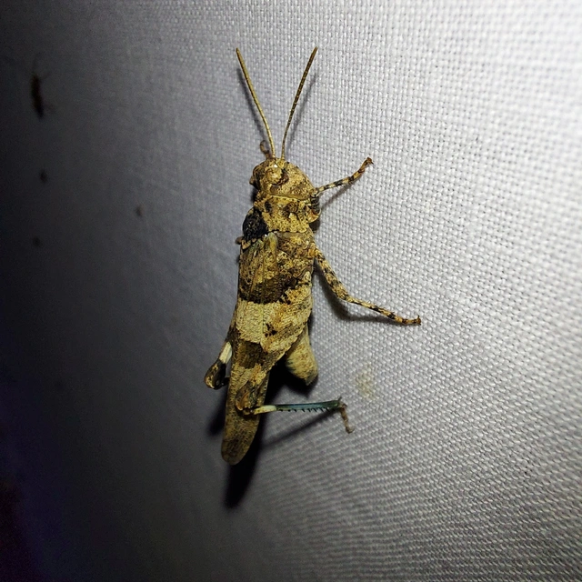 Oedipoda caerulescens - kékszárnyú sáska