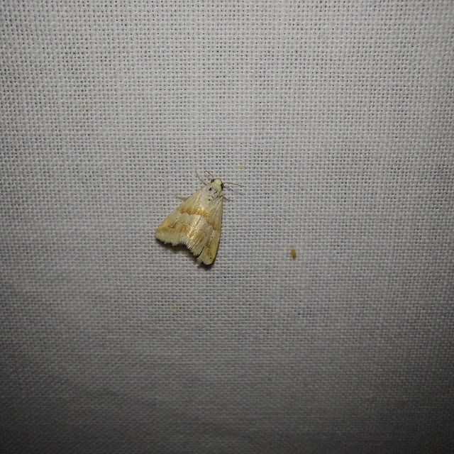 Eublemma parva - peremizs-törpebagoly