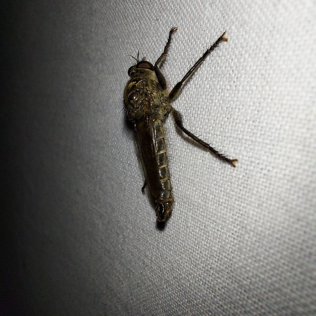 Asilidae - rablólégyfélék