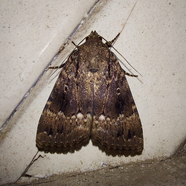Amphipyra pyramidea - fahéjszínű bagoly