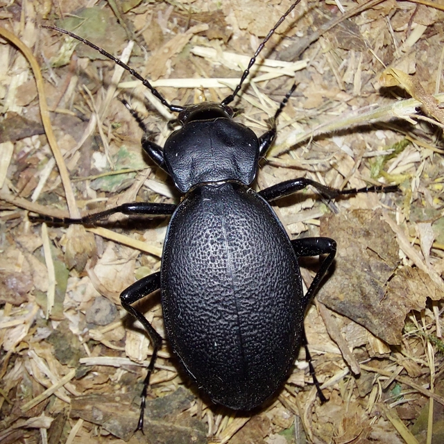 Carabus coriaceus - bőrfutrinka
