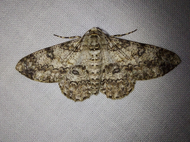 Ascotis selenaria - holdas faaraszoló
