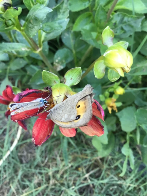 Hyponephele lupina - homoki ökörszemlepke
