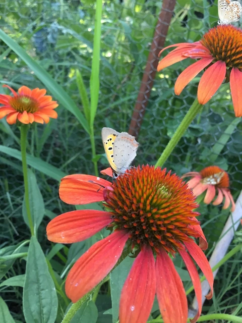 Lycaena phlaeas - közönséges tűzlepke