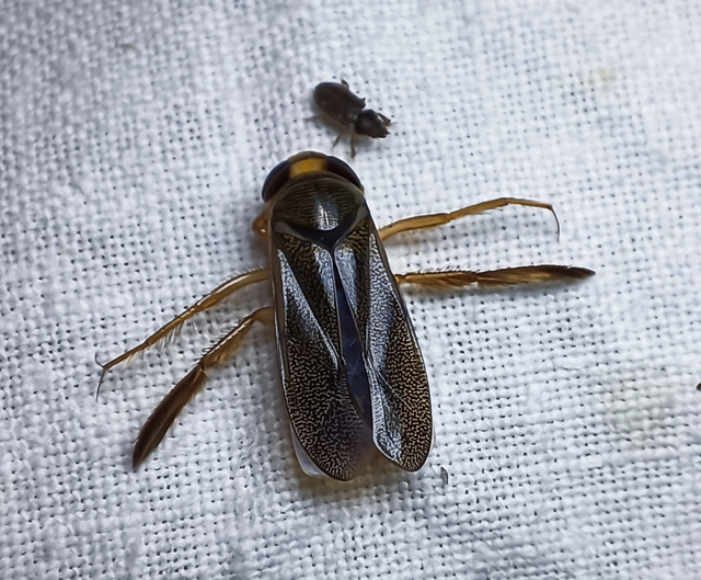 Corixidae - búvárpoloskák Corixidae - búvárpoloskák