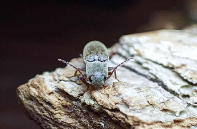 Agriotes modestus - szürke pattanó