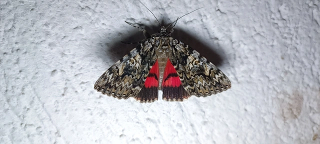 Catocala promissa - kis tölgyfa-övesbagoly