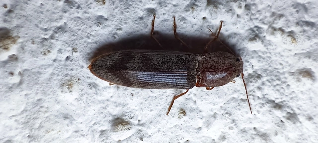 Stenagostus rhombeus - rombusznyakú pattanó