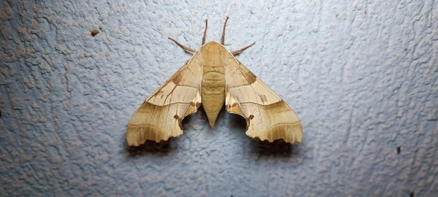 Marumba quercus - tölgyfaszender