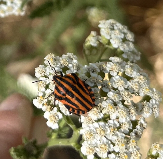 Graphosoma italicum - csíkos pajzsospoloska