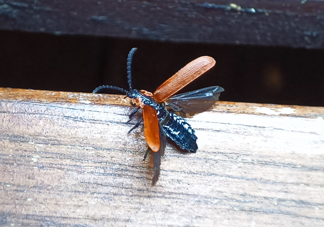 Lygistopterus sanguineus - vérbogár