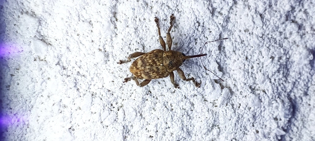 Curculio venosus - tarajos zsuzsóka