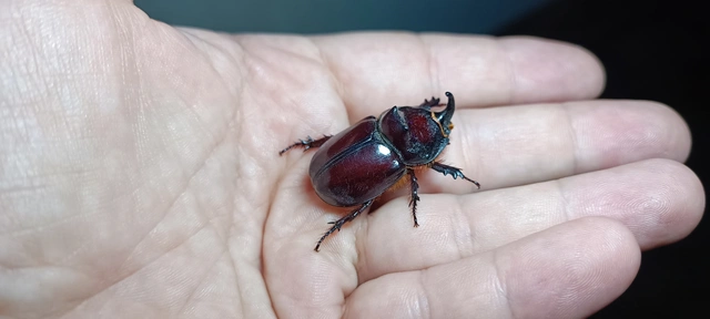Oryctes nasicornis - orrszarvú bogár