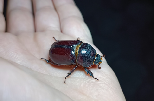 Oryctes nasicornis - orrszarvú bogár