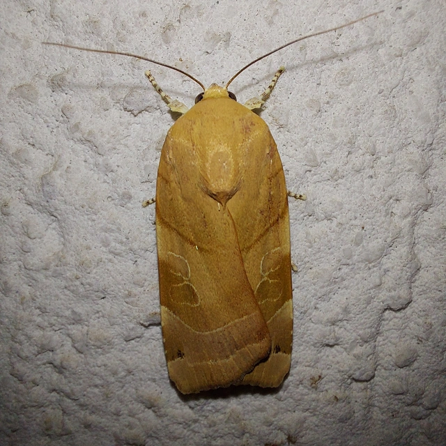 Noctua fimbriata - szélessávú sárgafűbagoly